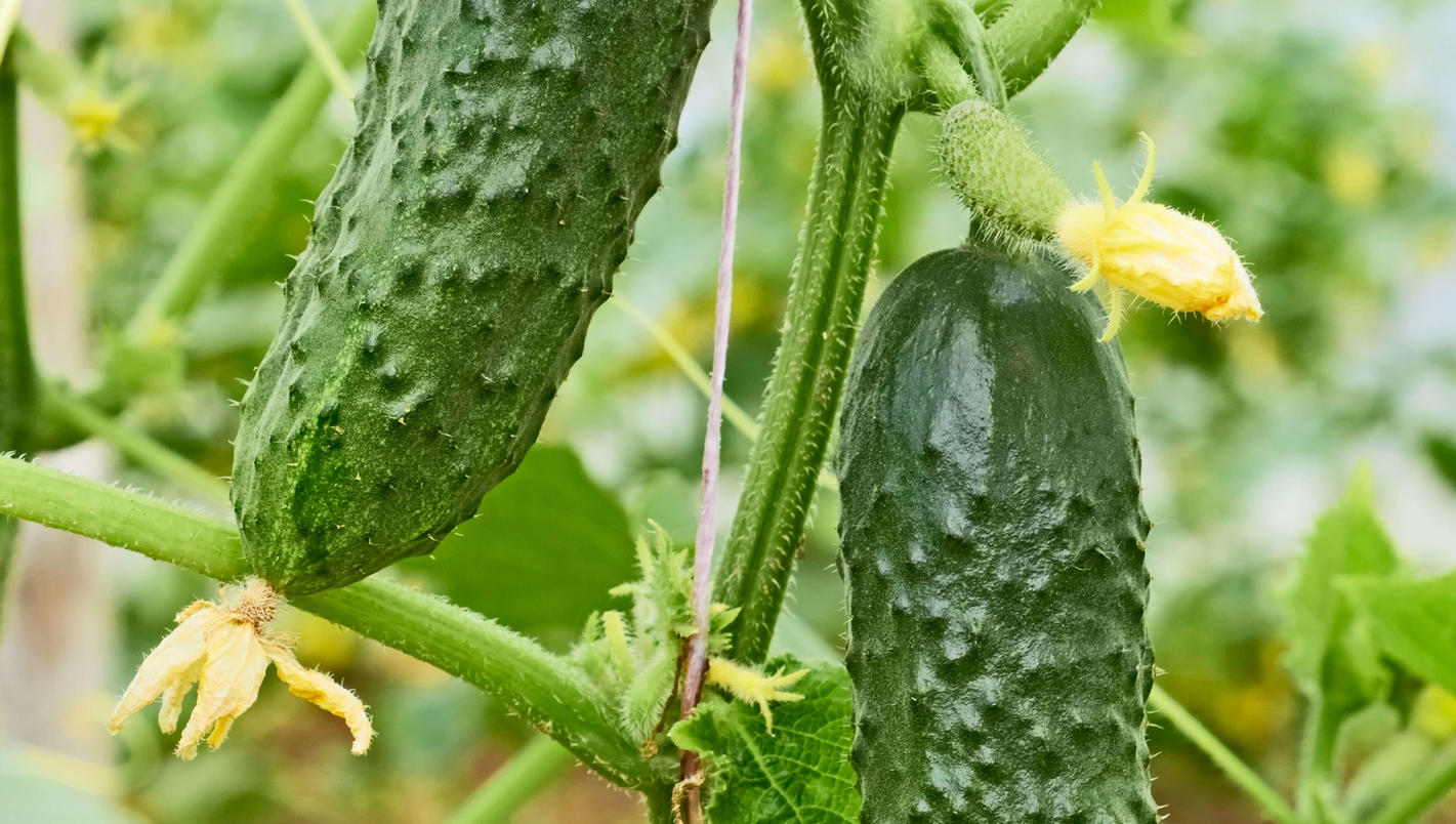 3 - agurker